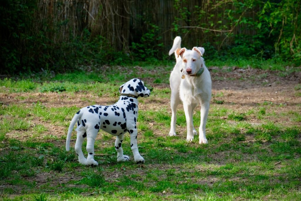 Hund mit Stoffhund auf einer Wiese