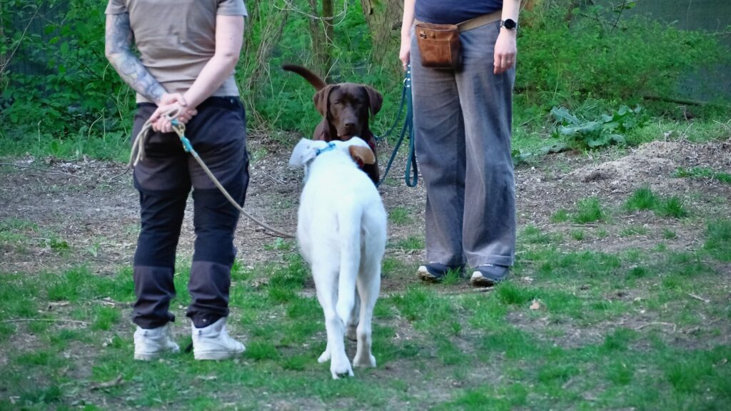 Zwei Personen mit zwei Hunden auf dem Hundeplatz bei einer Begegnung