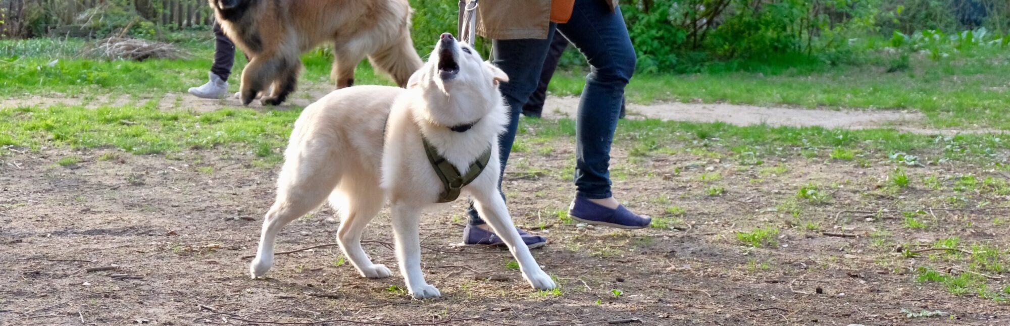 Nicole Engemann – Hundsichtbar: Bellender Hund