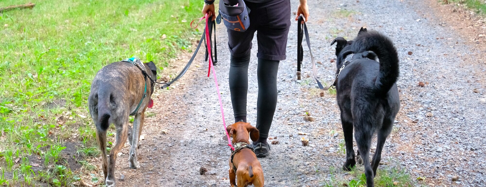 Social Walk bei Nicole Engemann – Hundsichtbar: Eine Person mit drei Hunden an der Leine